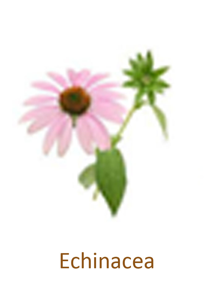 Echinacea